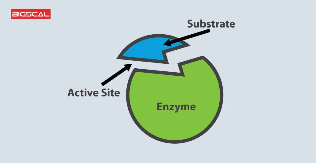 Best 25 React UI Components Libraries Enzyme