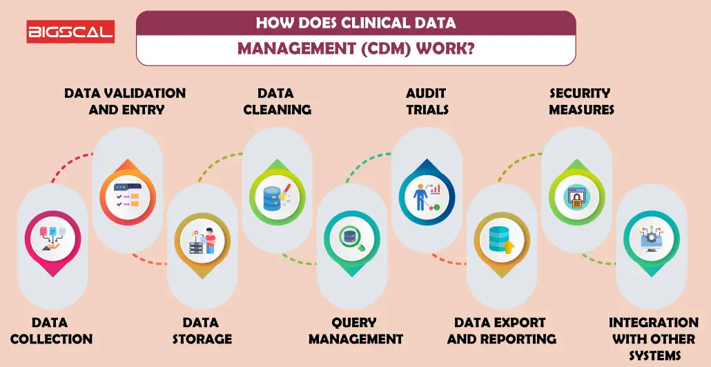 How Does Clinical Data Management Work